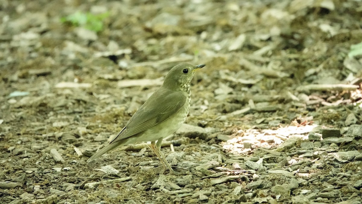 Gray-cheeked Thrush - leo wexler-mann