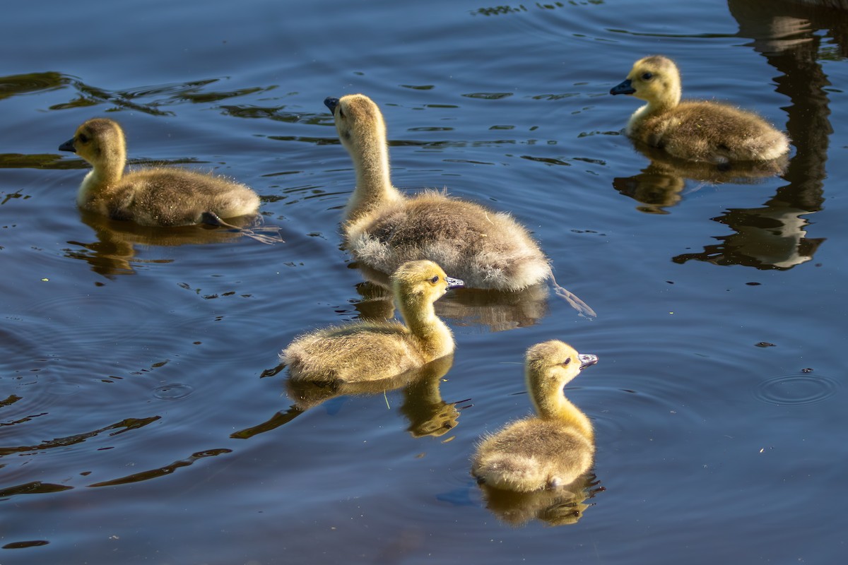 Canada Goose - David Bergstrom