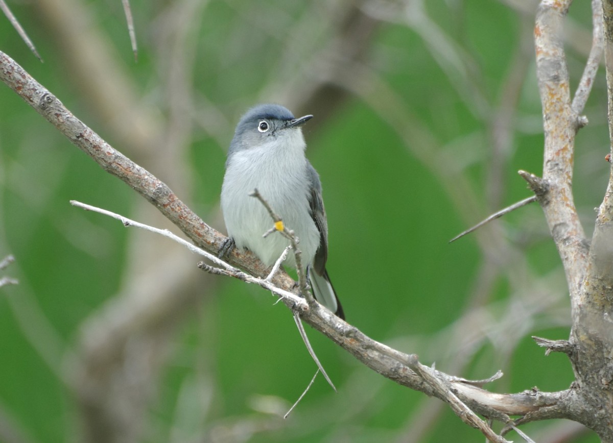 Blue-gray Gnatcatcher - Brenda Wright