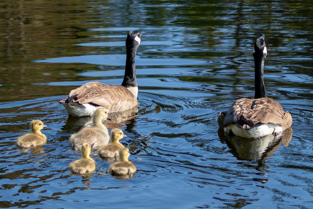 Canada Goose - David Bergstrom