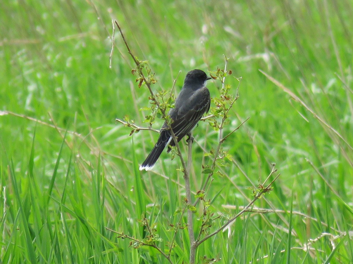 Eastern Kingbird - Christine W.