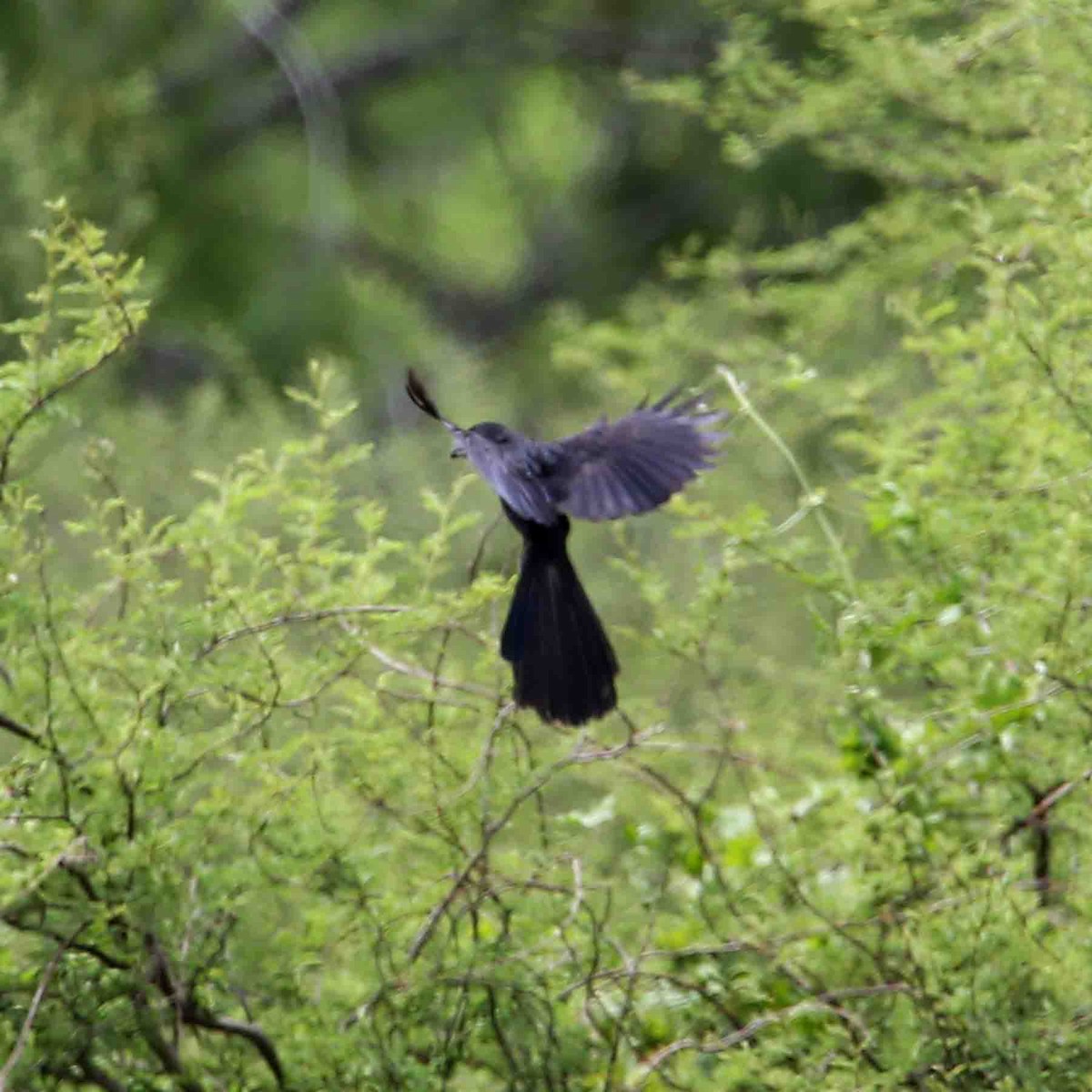 Groove-billed Ani - Henry Mauer