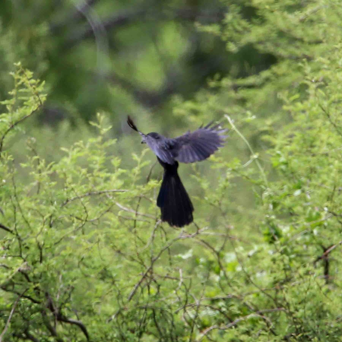 Groove-billed Ani - ML619544873