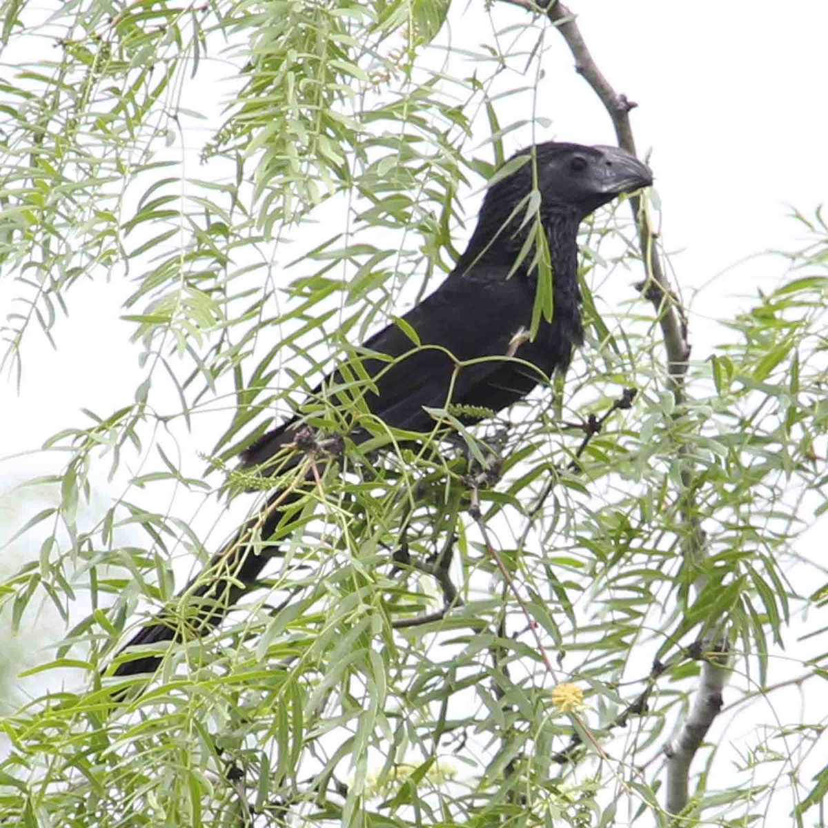 Groove-billed Ani - Henry Mauer