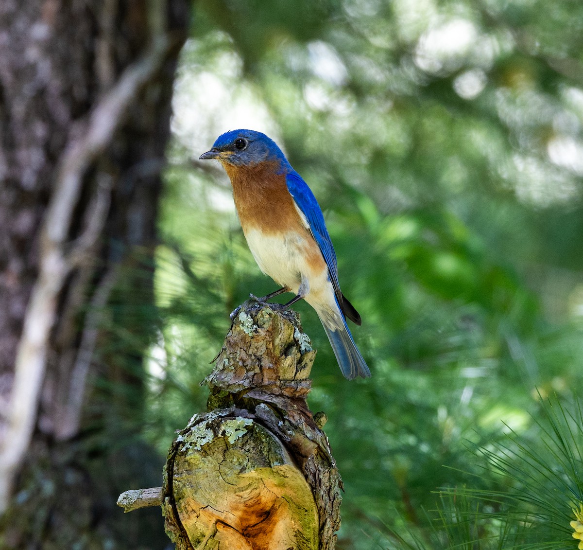 Eastern Bluebird - ML619544876