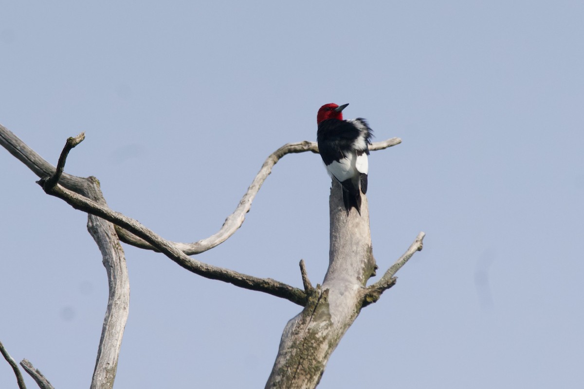 Red-headed Woodpecker - Jason Wood