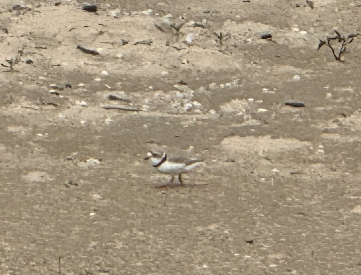 Piping Plover - Julie Miller-Cribbs