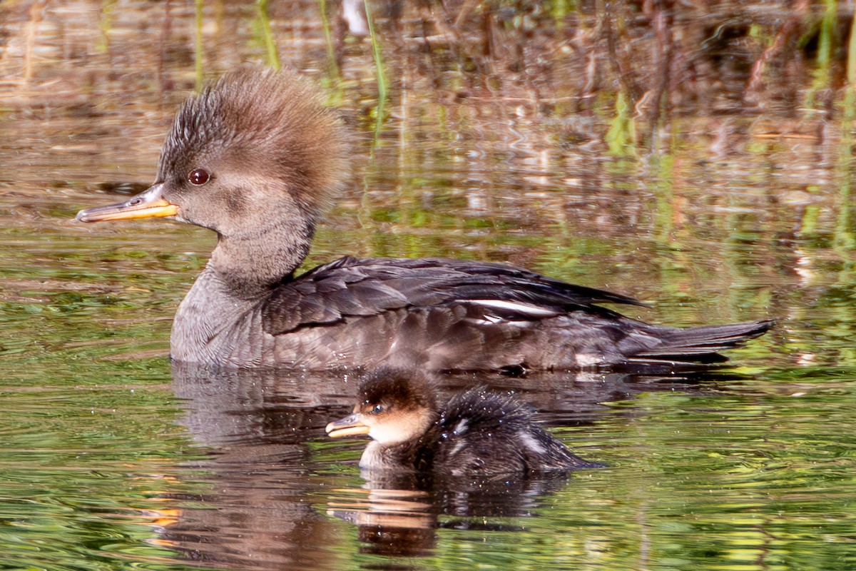 Hooded Merganser - ML619544885