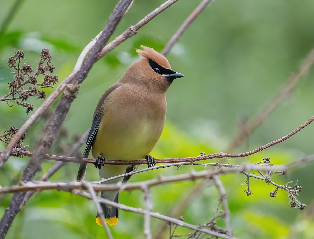 Cedar Waxwing - ML619544886