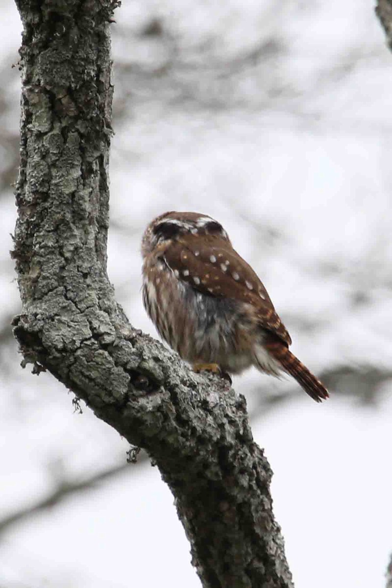 Ferruginous Pygmy-Owl - Henry Mauer