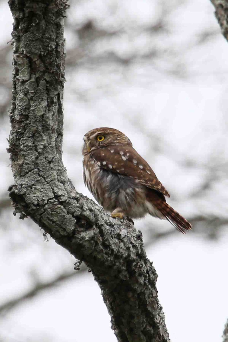 Ferruginous Pygmy-Owl - Henry Mauer