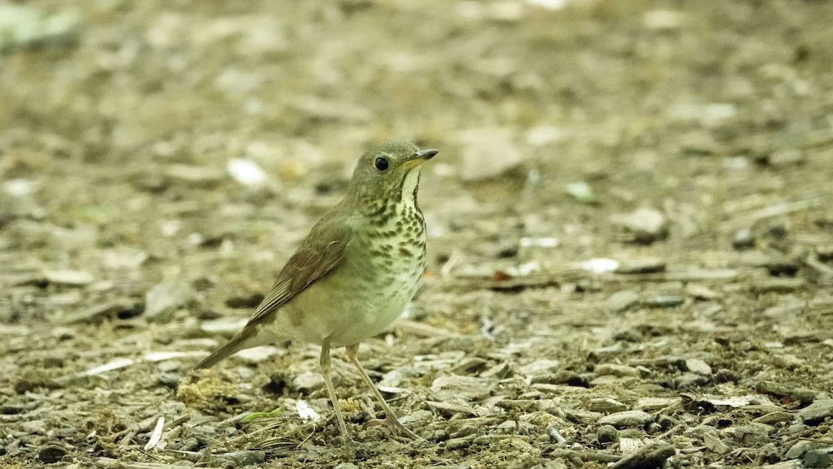 Gray-cheeked Thrush - ML619544891