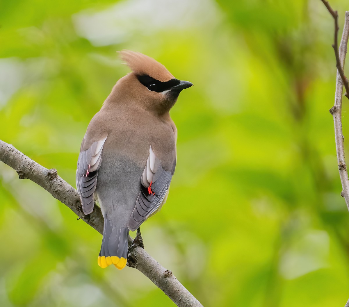 Cedar Waxwing - ML619544892