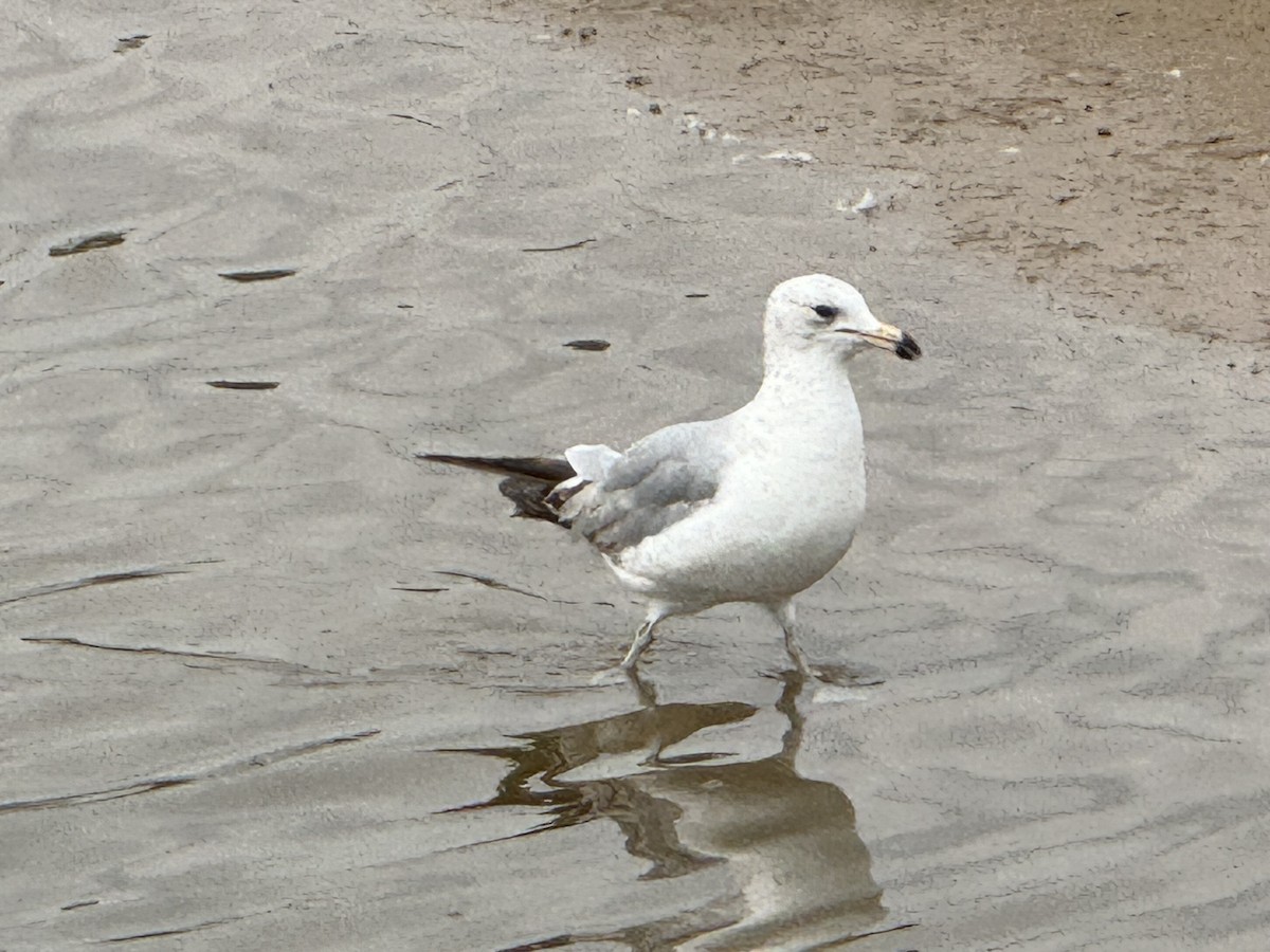 Ring-billed Gull - Julie Miller-Cribbs