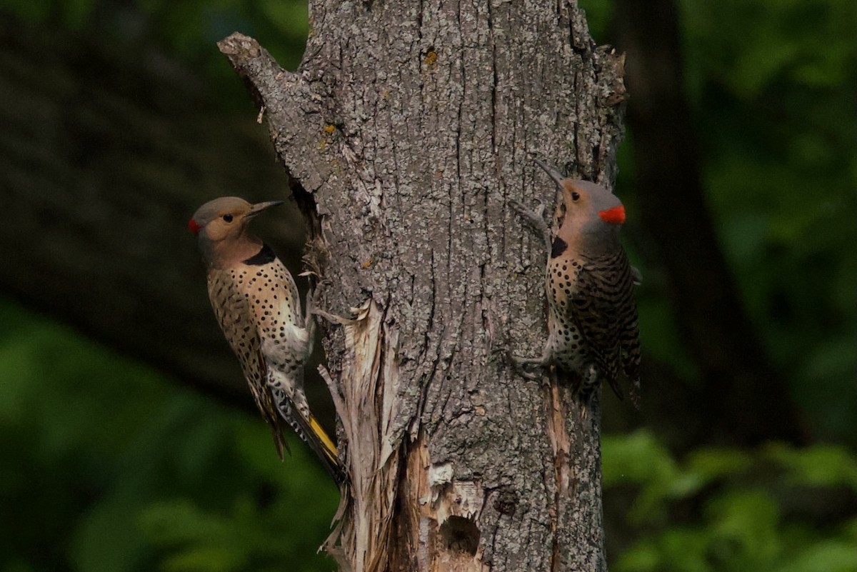 Northern Flicker - ML619544898