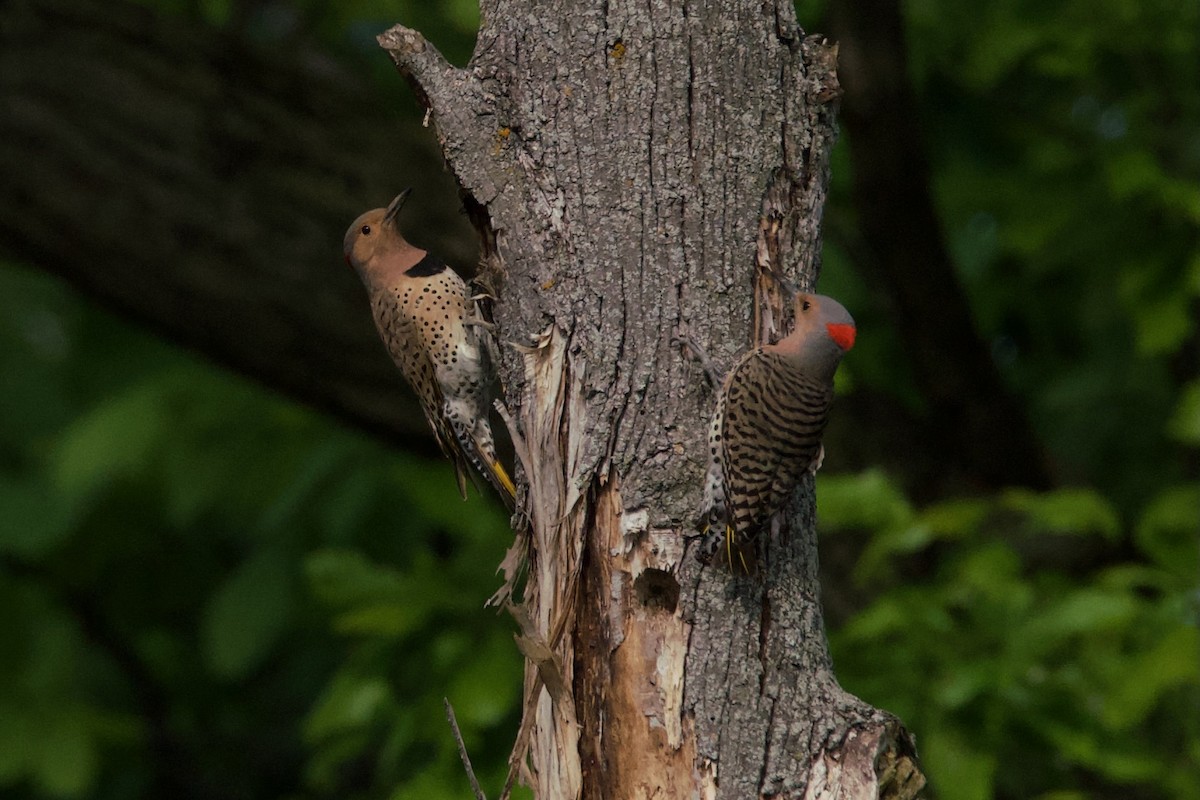 Northern Flicker - Jason Wood