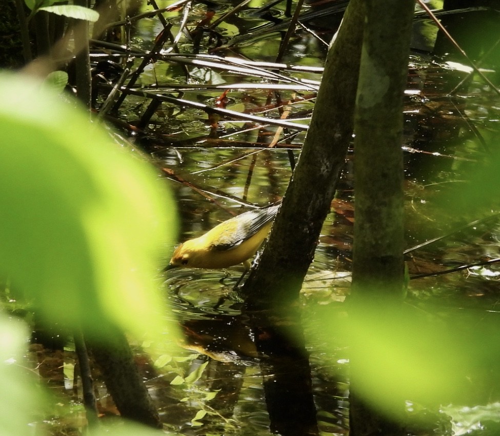 Prothonotary Warbler - Cassie Luke