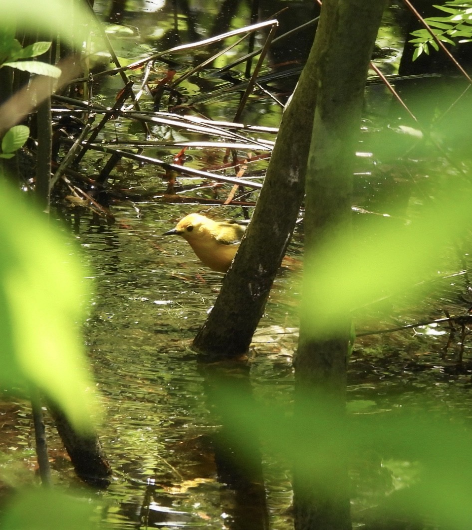 Prothonotary Warbler - Cassie Luke