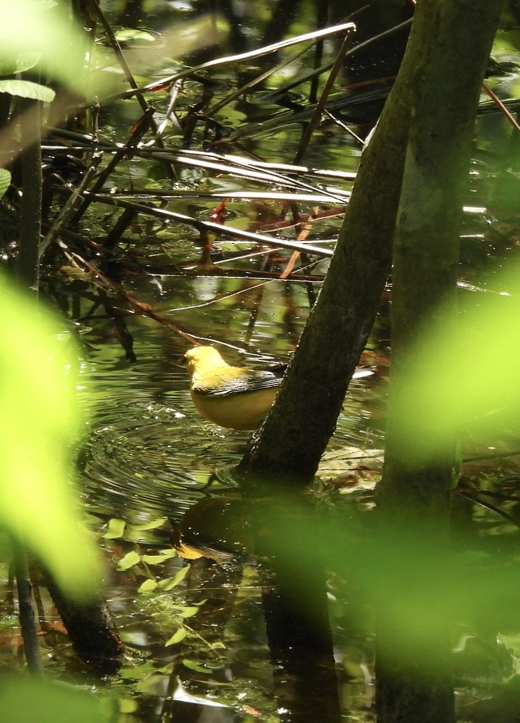 Prothonotary Warbler - Cassie Luke