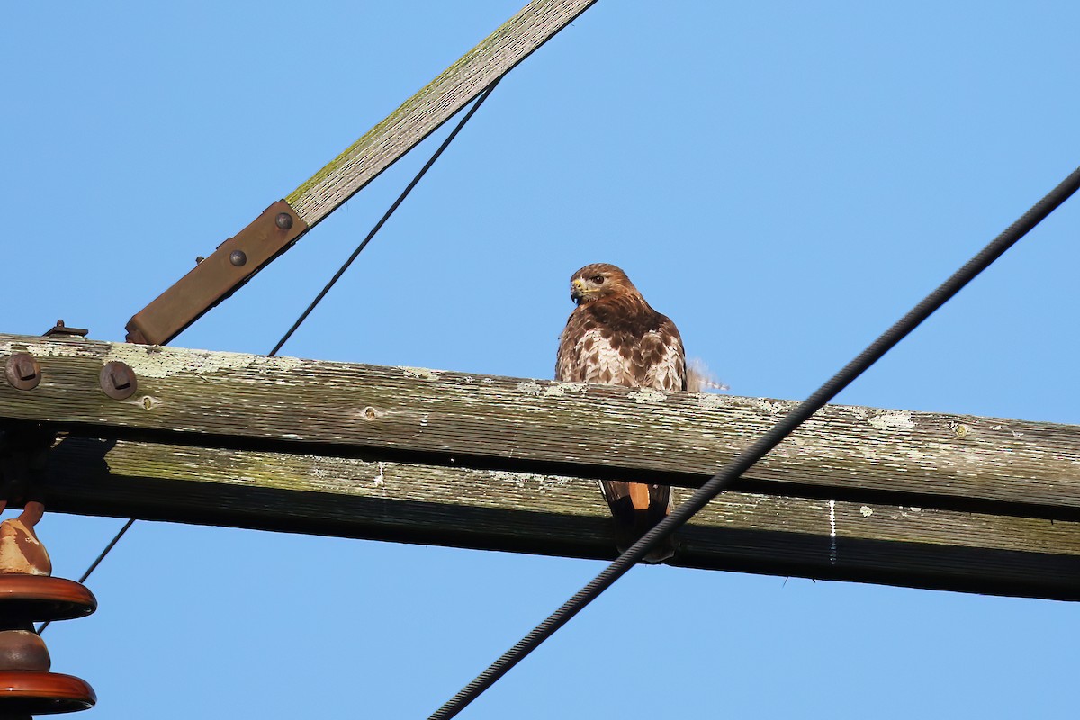 Red-tailed Hawk - David Lang