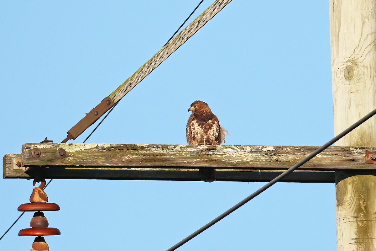 Red-tailed Hawk - ML619544915