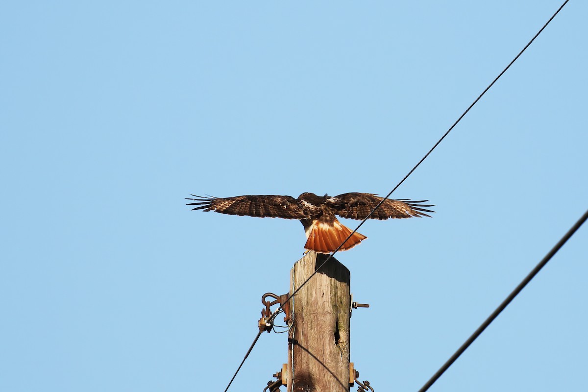 Red-tailed Hawk - David Lang