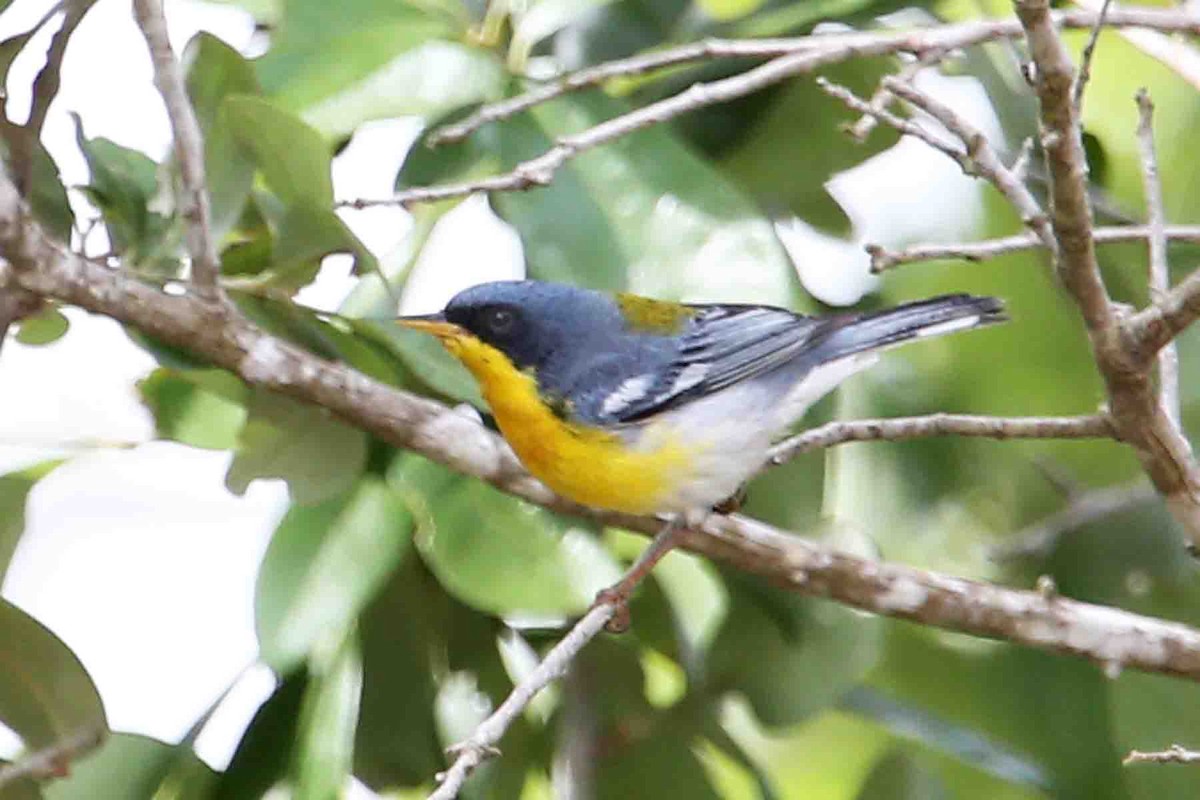 Tropical Parula - Henry Mauer