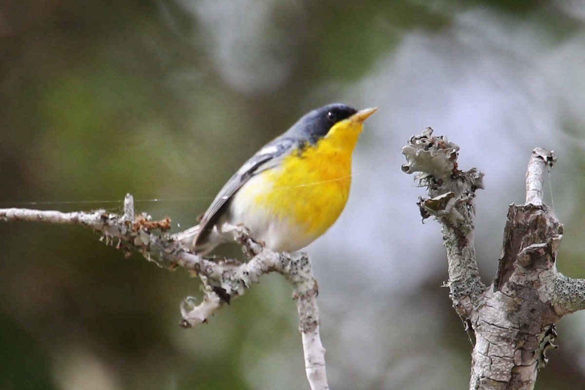 Tropical Parula - Henry Mauer