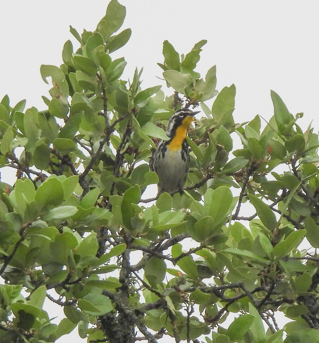 Yellow-throated Warbler - Patty Leslie Pasztor