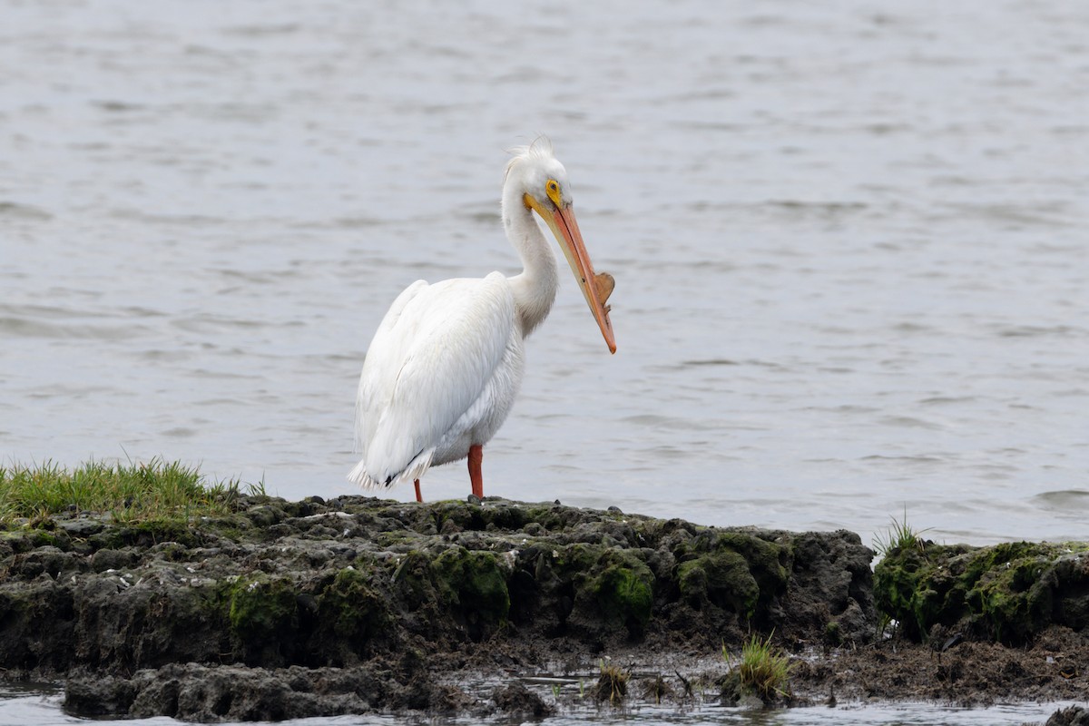 American White Pelican - Peter Kwiatek