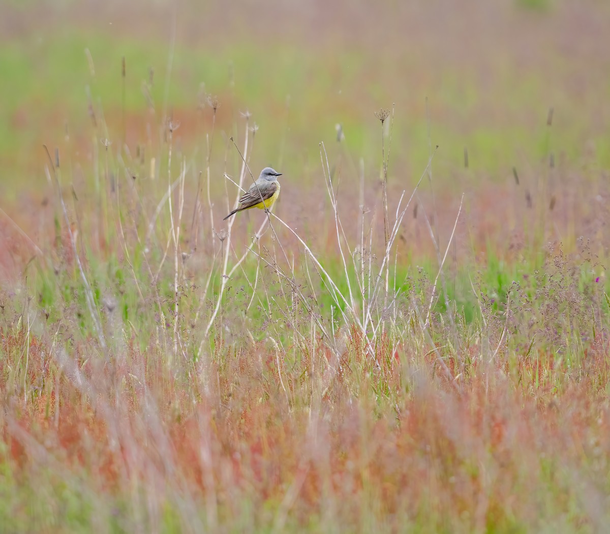 Western Kingbird - ML619544933