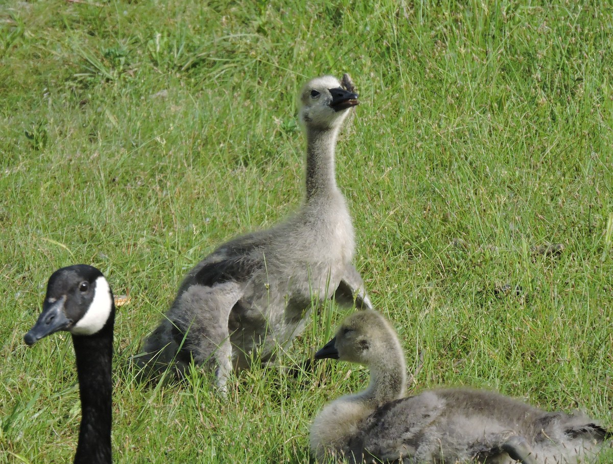 Canada Goose - ML619544935