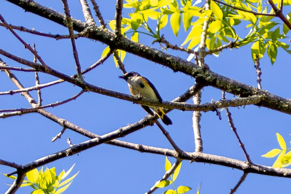 American Redstart - David Bergstrom