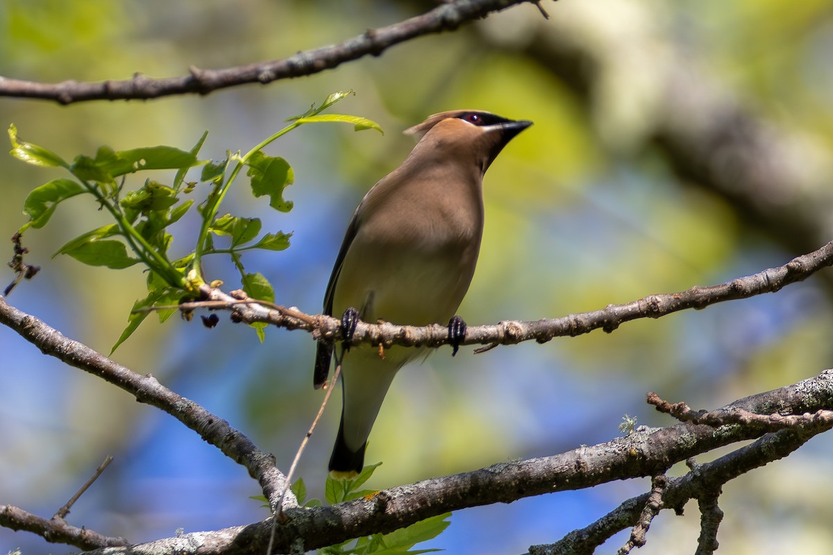 Cedar Waxwing - ML619544942