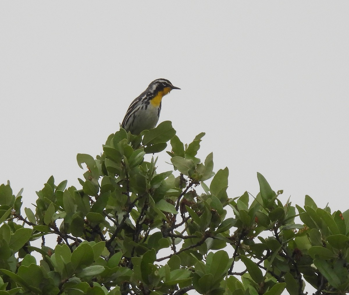 Yellow-throated Warbler - Patty Leslie Pasztor