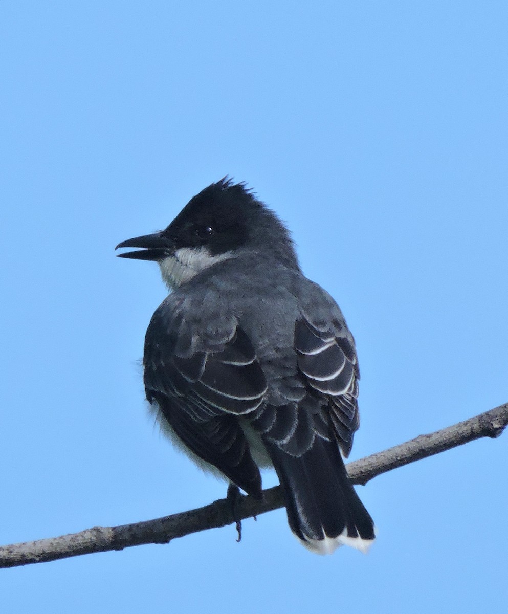 Eastern Kingbird - ML619544950