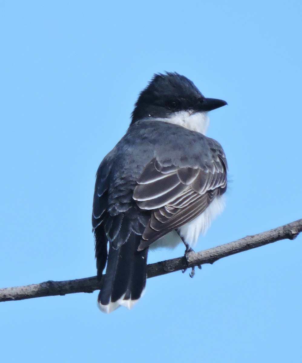 Eastern Kingbird - ML619544951