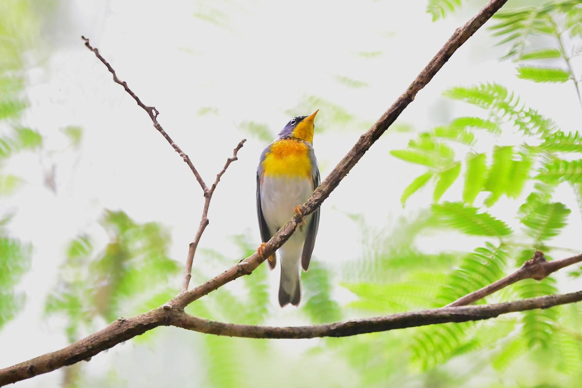 Northern Parula - Seth Honig