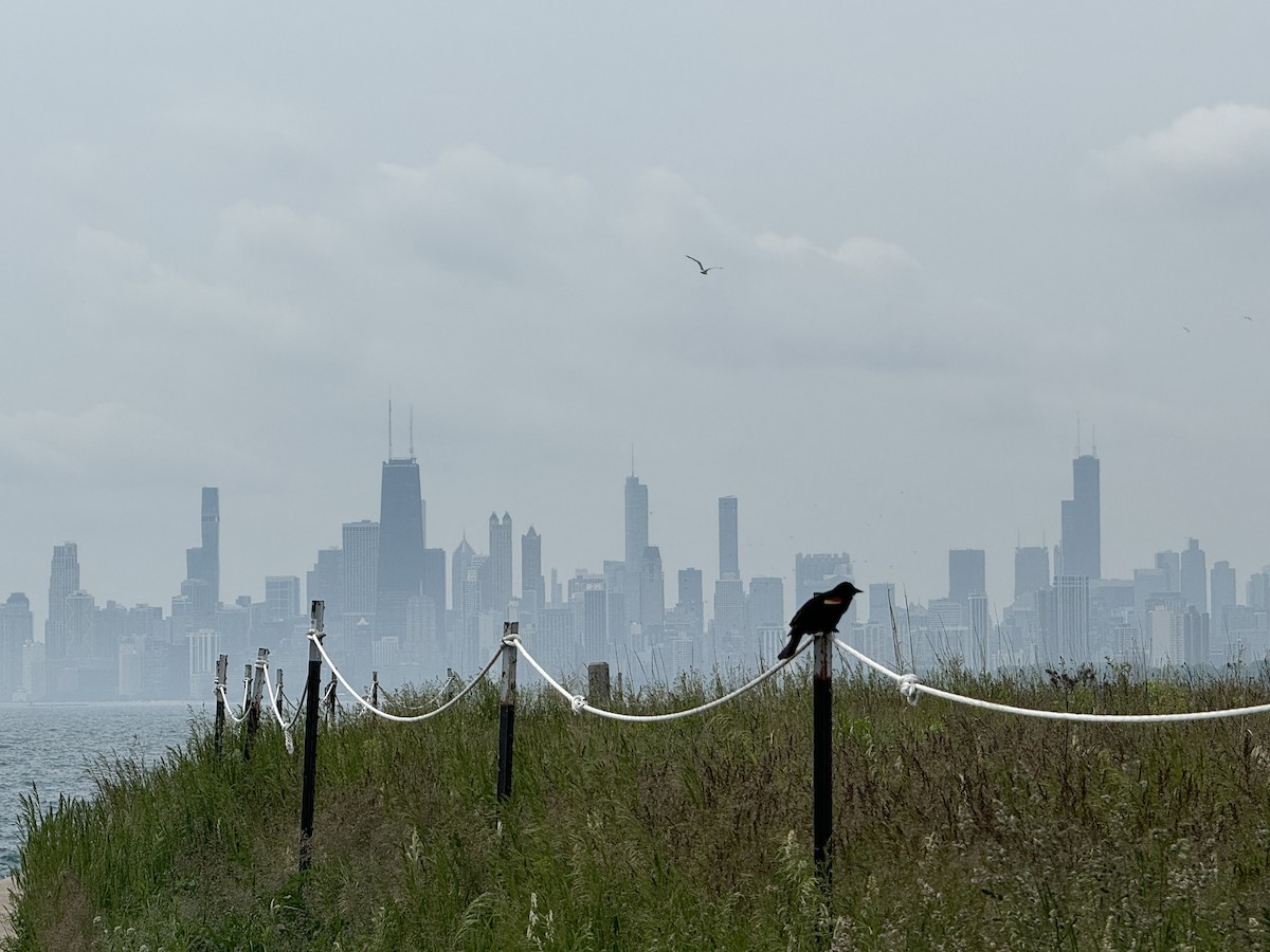 Red-winged Blackbird - ML619544957