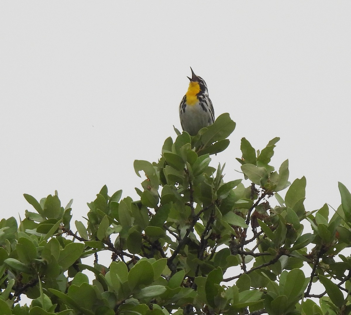 Yellow-throated Warbler - Patty Leslie Pasztor