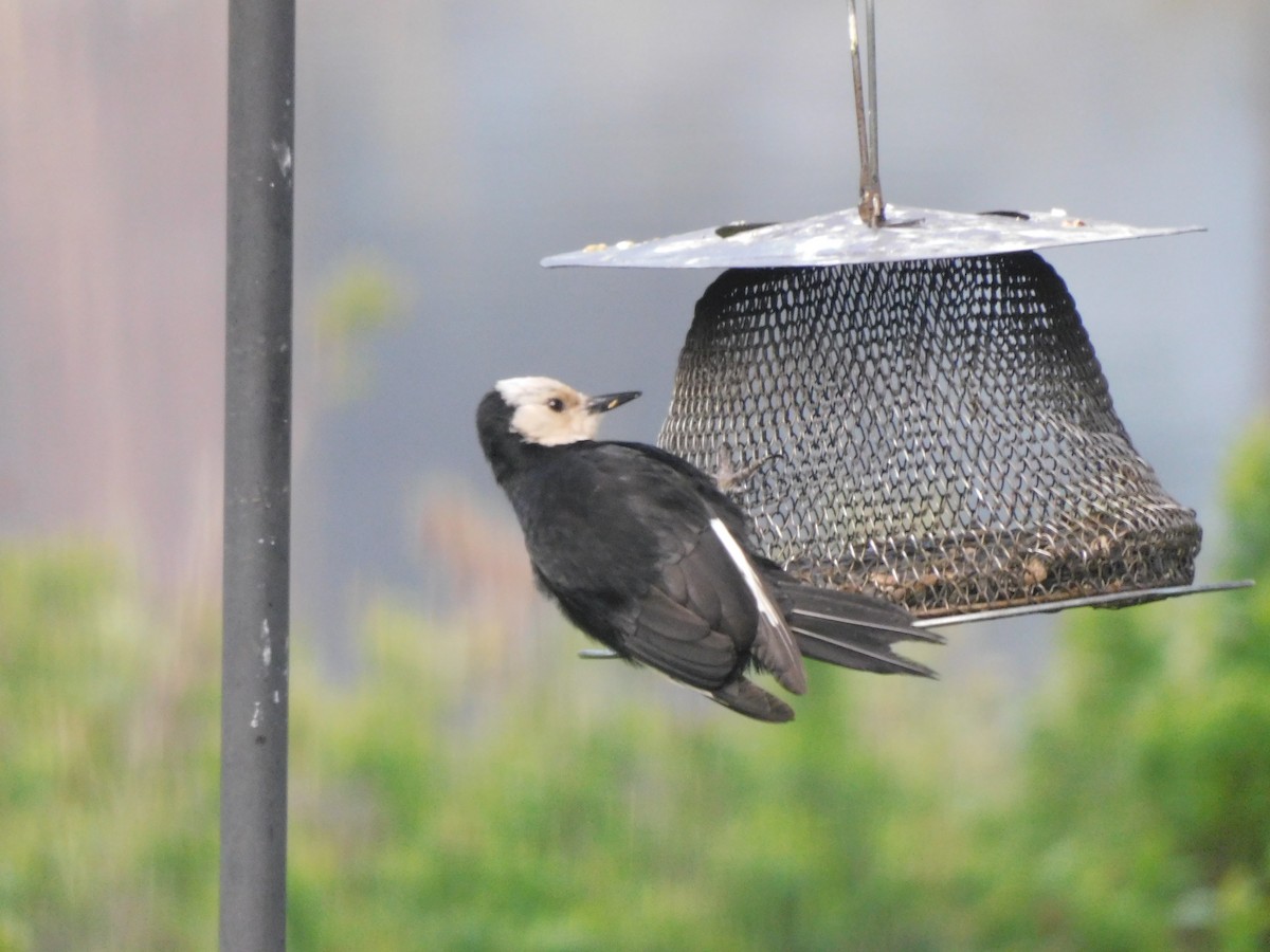 White-headed Woodpecker - Olivia Fisher