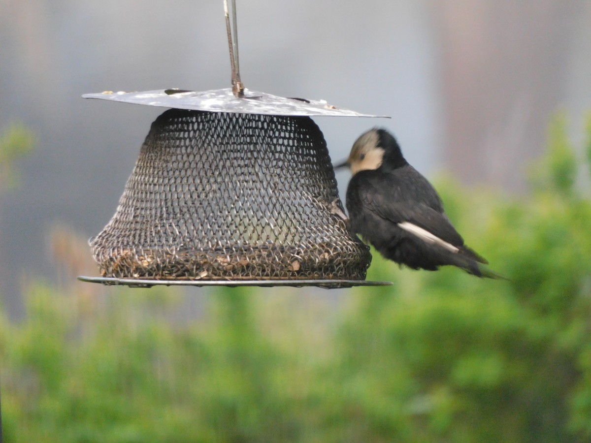 White-headed Woodpecker - Olivia Fisher