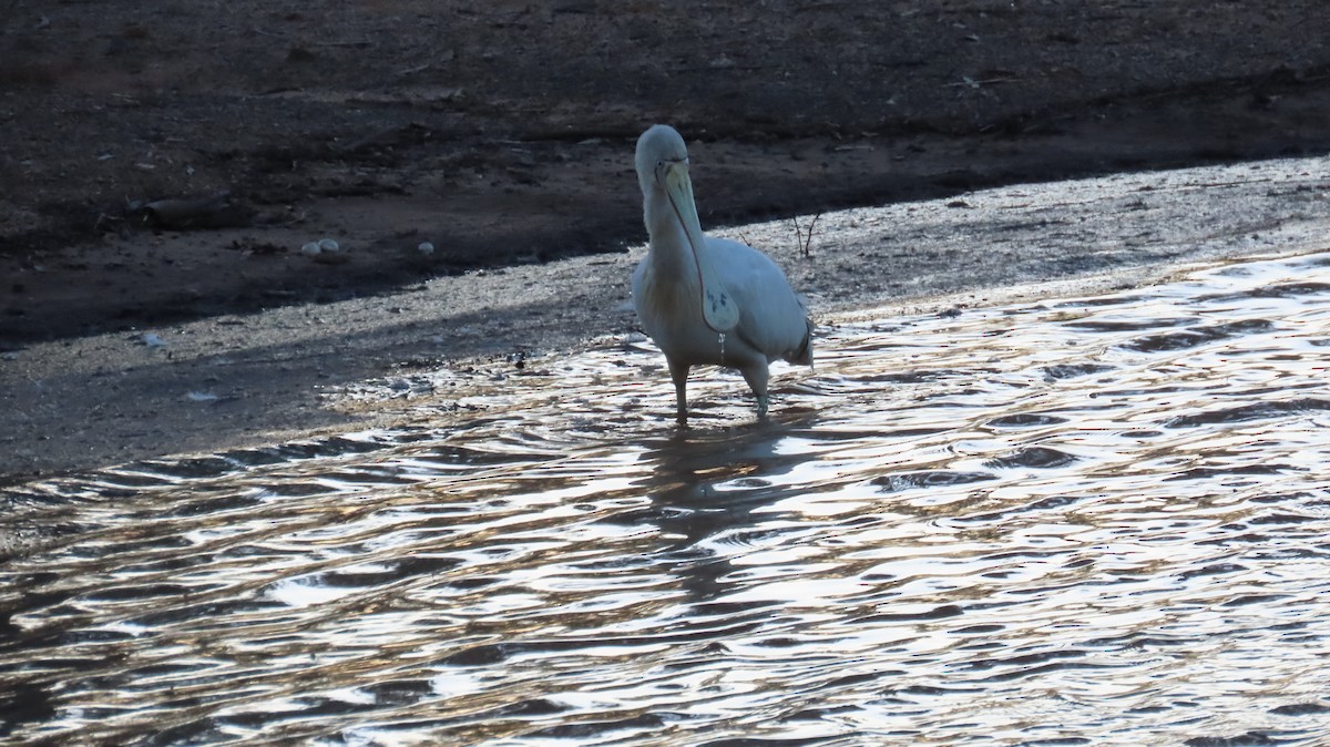 Yellow-billed Spoonbill - Sarah Maddox