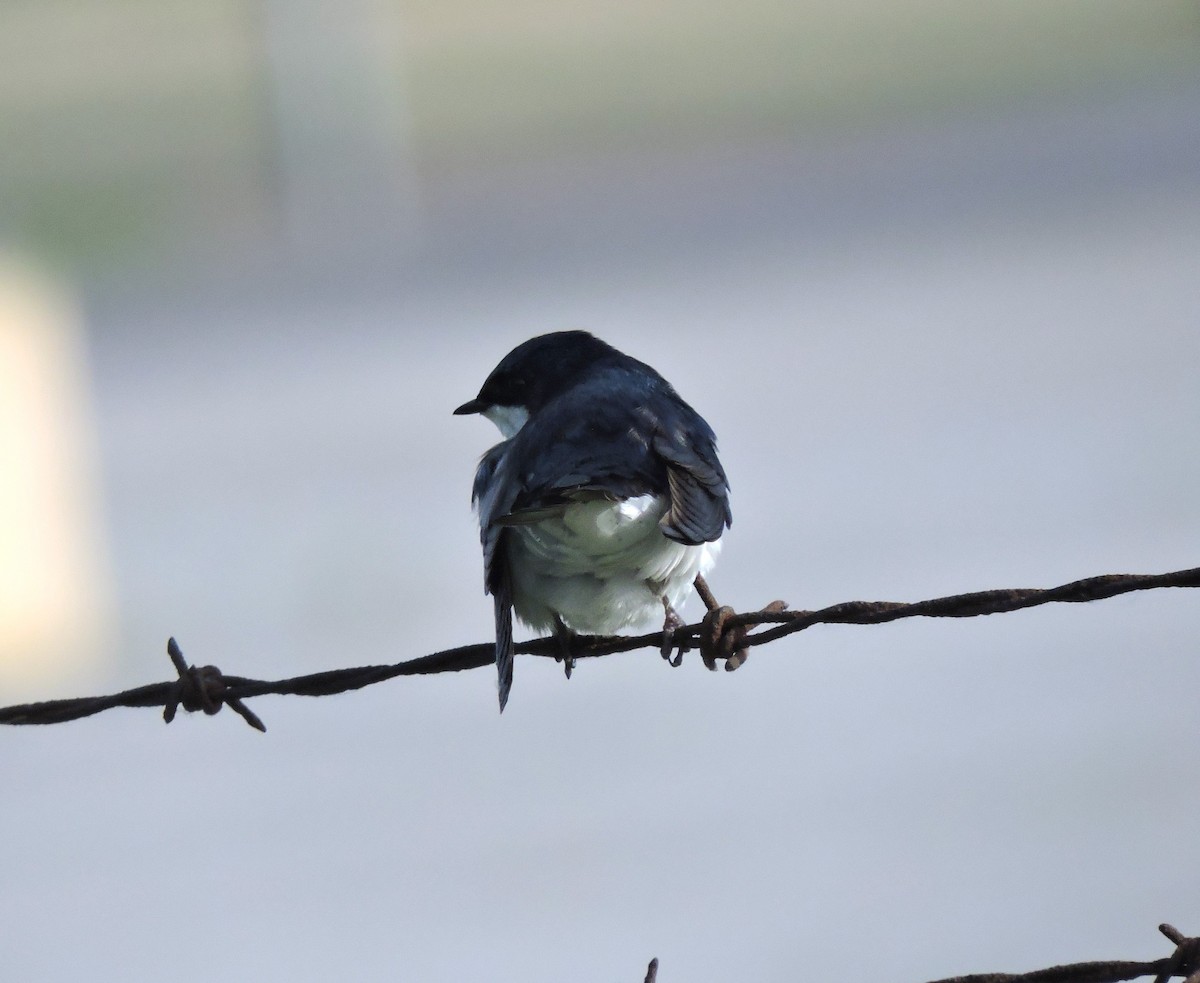 Tree Swallow - ML619544968