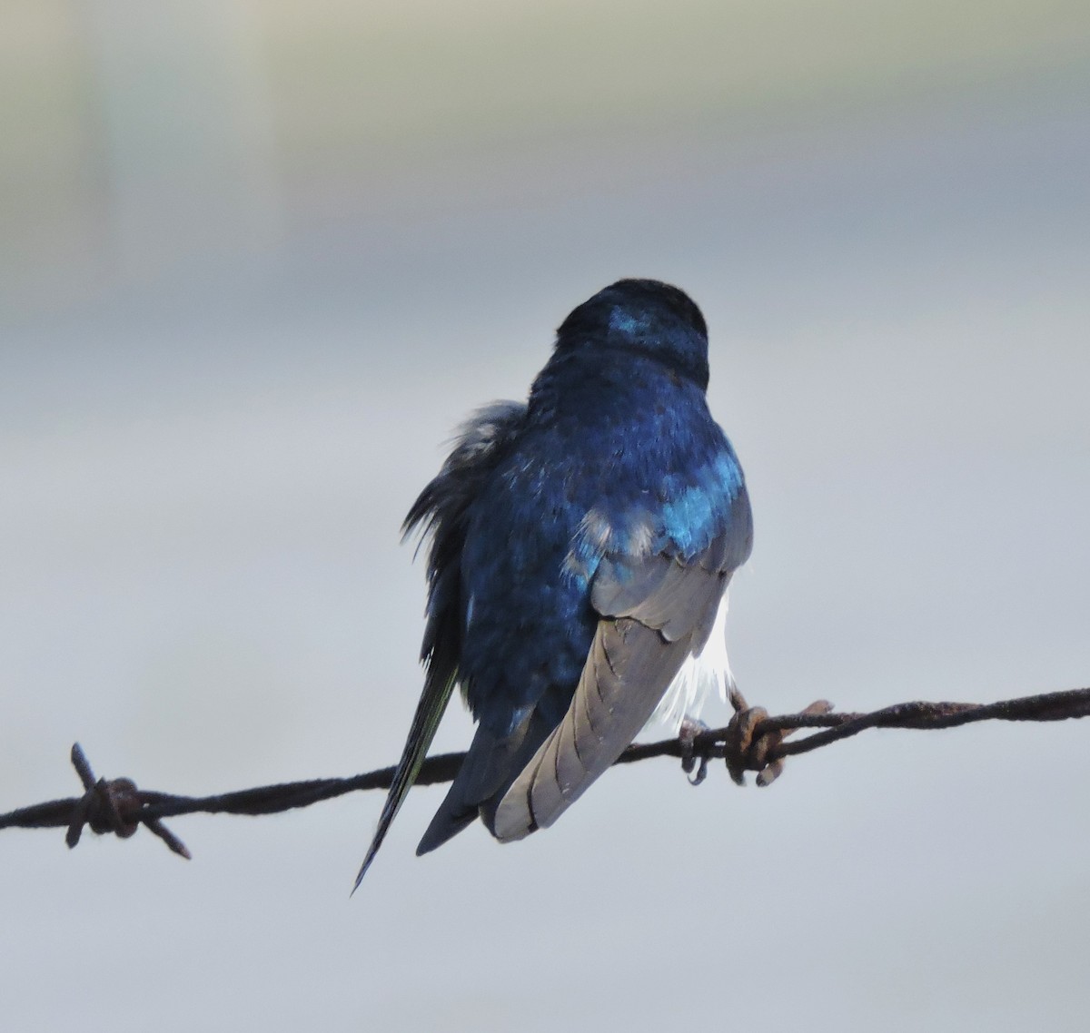 Tree Swallow - ML619544969