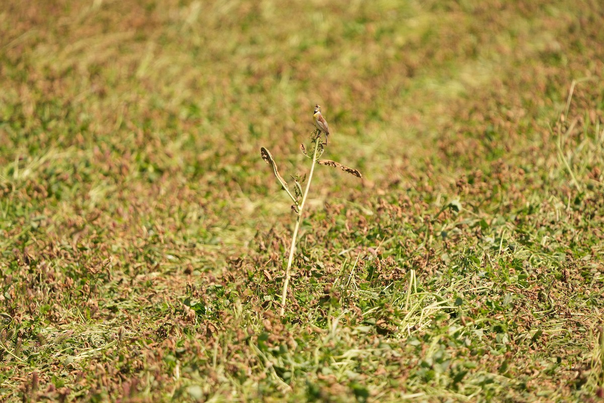 Dickcissel - M Kelly