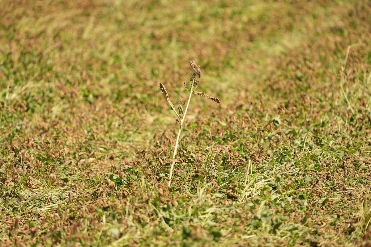 Dickcissel - M Kelly