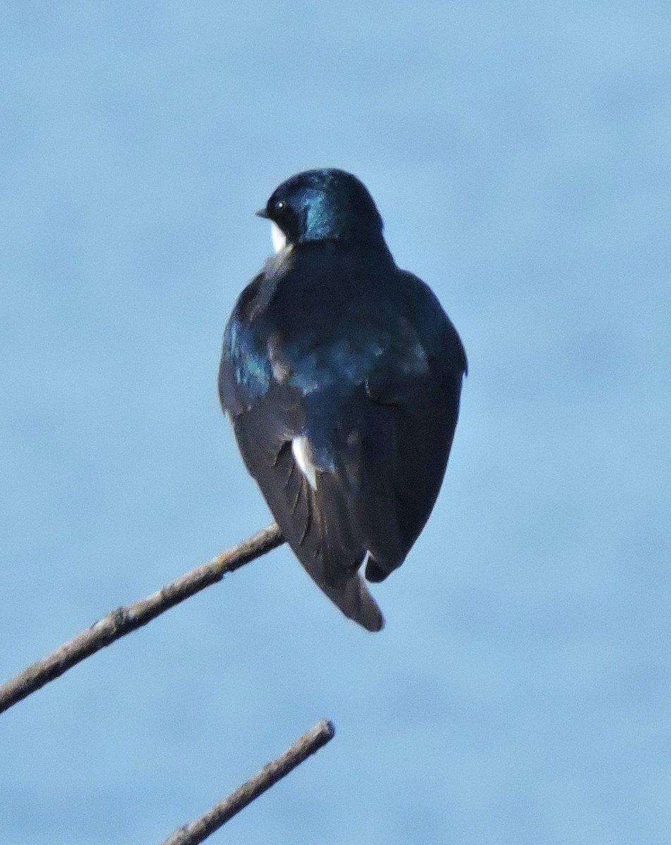 Golondrina Bicolor - ML619544979