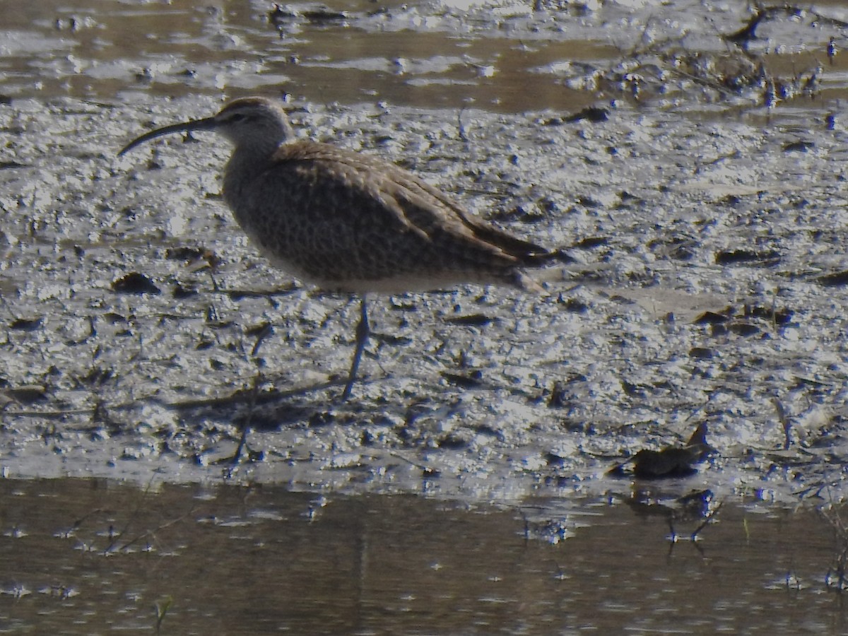 Whimbrel - Ruth Schrock