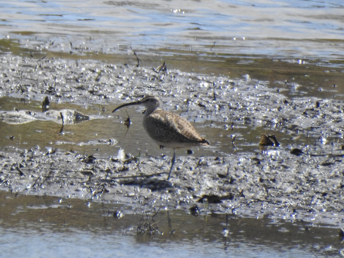 Whimbrel - Ruth Schrock